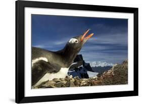 Gentoo Penguin Portrait, Antarctica-Paul Souders-Framed Photographic Print