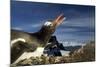 Gentoo Penguin Portrait, Antarctica-Paul Souders-Mounted Photographic Print