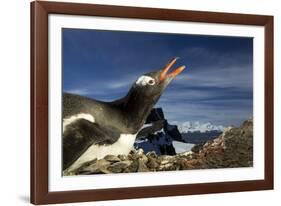 Gentoo Penguin Portrait, Antarctica-Paul Souders-Framed Photographic Print