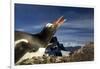 Gentoo Penguin Portrait, Antarctica-Paul Souders-Framed Photographic Print