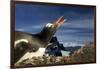 Gentoo Penguin Portrait, Antarctica-Paul Souders-Framed Photographic Print