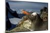 Gentoo Penguin Portrait, Antarctica-Paul Souders-Mounted Photographic Print