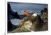 Gentoo Penguin Portrait, Antarctica-Paul Souders-Framed Photographic Print