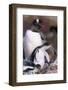 Gentoo Penguin Protecting Her Chicks-Paul Souders-Framed Photographic Print