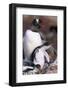 Gentoo Penguin Protecting Her Chicks-Paul Souders-Framed Photographic Print