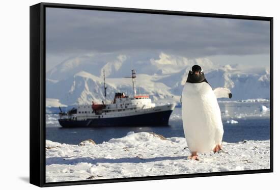 Gentoo Penguin (Pygoscelis Papua) And Antarctic Cruise Liner 'Mv Ushuaia' In Neko Harbour-Enrique Lopez-Tapia-Framed Stretched Canvas