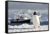 Gentoo Penguin (Pygoscelis Papua) And Antarctic Cruise Liner 'Mv Ushuaia' In Neko Harbour-Enrique Lopez-Tapia-Framed Stretched Canvas