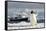 Gentoo Penguin (Pygoscelis Papua) And Antarctic Cruise Liner 'Mv Ushuaia' In Neko Harbour-Enrique Lopez-Tapia-Framed Stretched Canvas