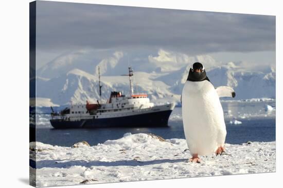 Gentoo Penguin (Pygoscelis Papua) And Antarctic Cruise Liner 'Mv Ushuaia' In Neko Harbour-Enrique Lopez-Tapia-Stretched Canvas