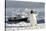 Gentoo Penguin (Pygoscelis Papua) And Antarctic Cruise Liner 'Mv Ushuaia' In Neko Harbour-Enrique Lopez-Tapia-Stretched Canvas