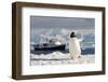 Gentoo Penguin (Pygoscelis Papua) And Antarctic Cruise Liner 'Mv Ushuaia' In Neko Harbour-Enrique Lopez-Tapia-Framed Photographic Print