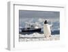 Gentoo Penguin (Pygoscelis Papua) And Antarctic Cruise Liner 'Mv Ushuaia' In Neko Harbour-Enrique Lopez-Tapia-Framed Photographic Print