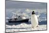 Gentoo Penguin (Pygoscelis Papua) And Antarctic Cruise Liner 'Mv Ushuaia' In Neko Harbour-Enrique Lopez-Tapia-Mounted Photographic Print