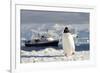 Gentoo Penguin (Pygoscelis Papua) And Antarctic Cruise Liner 'Mv Ushuaia' In Neko Harbour-Enrique Lopez-Tapia-Framed Photographic Print