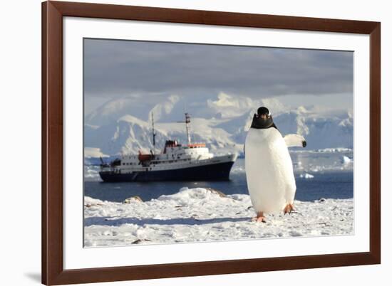 Gentoo Penguin (Pygoscelis Papua) And Antarctic Cruise Liner 'Mv Ushuaia' In Neko Harbour-Enrique Lopez-Tapia-Framed Photographic Print