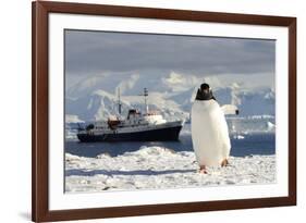 Gentoo Penguin (Pygoscelis Papua) And Antarctic Cruise Liner 'Mv Ushuaia' In Neko Harbour-Enrique Lopez-Tapia-Framed Photographic Print