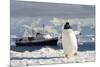 Gentoo Penguin (Pygoscelis Papua) And Antarctic Cruise Liner 'Mv Ushuaia' In Neko Harbour-Enrique Lopez-Tapia-Mounted Photographic Print