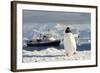 Gentoo Penguin (Pygoscelis Papua) And Antarctic Cruise Liner 'Mv Ushuaia' In Neko Harbour-Enrique Lopez-Tapia-Framed Photographic Print