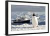 Gentoo Penguin (Pygoscelis Papua) And Antarctic Cruise Liner 'Mv Ushuaia' In Neko Harbour-Enrique Lopez-Tapia-Framed Photographic Print