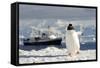 Gentoo Penguin (Pygoscelis Papua) And Antarctic Cruise Liner 'Mv Ushuaia' In Neko Harbour-Enrique Lopez-Tapia-Framed Stretched Canvas