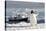 Gentoo Penguin (Pygoscelis Papua) And Antarctic Cruise Liner 'Mv Ushuaia' In Neko Harbour-Enrique Lopez-Tapia-Stretched Canvas