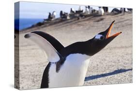 Gentoo Penguin (Pygoscelis Papua) Brays-Eleanor-Stretched Canvas