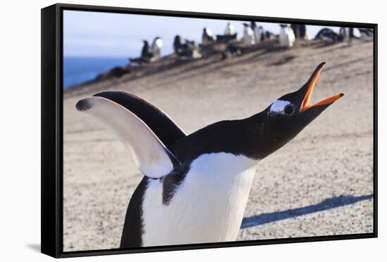 Gentoo Penguin (Pygoscelis Papua) Brays-Eleanor-Framed Stretched Canvas
