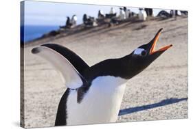 Gentoo Penguin (Pygoscelis Papua) Brays-Eleanor-Stretched Canvas