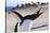 Gentoo Penguin (Pygoscelis Papua) Brays-Eleanor-Stretched Canvas