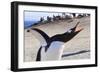 Gentoo Penguin (Pygoscelis Papua) Brays-Eleanor-Framed Photographic Print