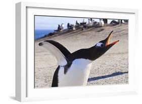 Gentoo Penguin (Pygoscelis Papua) Brays-Eleanor-Framed Photographic Print