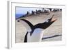 Gentoo Penguin (Pygoscelis Papua) Brays-Eleanor-Framed Photographic Print