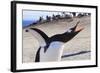 Gentoo Penguin (Pygoscelis Papua) Brays-Eleanor-Framed Photographic Print