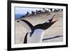 Gentoo Penguin (Pygoscelis Papua) Brays-Eleanor-Framed Photographic Print