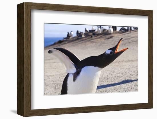 Gentoo Penguin (Pygoscelis Papua) Brays-Eleanor-Framed Photographic Print