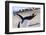 Gentoo Penguin (Pygoscelis Papua) Brays-Eleanor-Framed Photographic Print