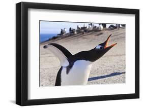 Gentoo Penguin (Pygoscelis Papua) Brays-Eleanor-Framed Photographic Print