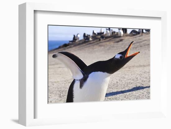 Gentoo Penguin (Pygoscelis Papua) Brays-Eleanor-Framed Photographic Print