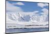 Gentoo Penguin (Pygoscelis Papua) Breeding Colony at Dorian Bay, Antarctica, Polar Regions-Michael Nolan-Mounted Photographic Print