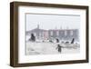 Gentoo Penguin (Pygoscelis Papua) Breeding Colony in Snow Storm at Port Lockroy, Antarctica-Michael Nolan-Framed Photographic Print