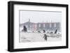 Gentoo Penguin (Pygoscelis Papua) Breeding Colony in Snow Storm at Port Lockroy, Antarctica-Michael Nolan-Framed Photographic Print