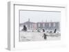 Gentoo Penguin (Pygoscelis Papua) Breeding Colony in Snow Storm at Port Lockroy, Antarctica-Michael Nolan-Framed Photographic Print