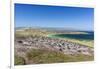 Gentoo penguin (Pygoscelis papua) breeding colony on the slopes of Carcass Island, Falkland Islands-Michael Nolan-Framed Photographic Print