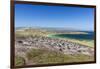 Gentoo penguin (Pygoscelis papua) breeding colony on the slopes of Carcass Island, Falkland Islands-Michael Nolan-Framed Photographic Print