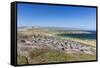 Gentoo penguin (Pygoscelis papua) breeding colony on the slopes of Carcass Island, Falkland Islands-Michael Nolan-Framed Stretched Canvas