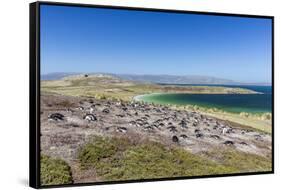 Gentoo penguin (Pygoscelis papua) breeding colony on the slopes of Carcass Island, Falkland Islands-Michael Nolan-Framed Stretched Canvas