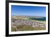 Gentoo penguin (Pygoscelis papua) breeding colony on the slopes of Carcass Island, Falkland Islands-Michael Nolan-Framed Photographic Print