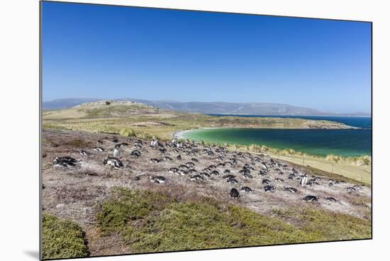 Gentoo penguin (Pygoscelis papua) breeding colony on the slopes of Carcass Island, Falkland Islands-Michael Nolan-Mounted Photographic Print