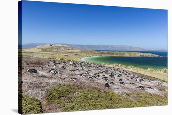 Gentoo penguin (Pygoscelis papua) breeding colony on the slopes of Carcass Island, Falkland Islands-Michael Nolan-Stretched Canvas