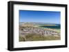 Gentoo penguin (Pygoscelis papua) breeding colony on the slopes of Carcass Island, Falkland Islands-Michael Nolan-Framed Photographic Print